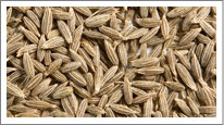 Cumin Seeds (Jeera)