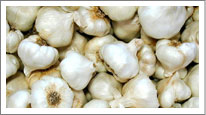 Garlic (Lehsoon)