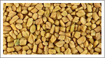 Fenugreek (Methi)