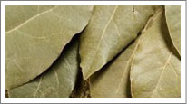 Bay Leaves (Tej Patta)
